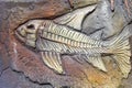 Artificial copy of ancient Fossil fish on stone wall of children`s paleantological museum. Skeleton of predatory aquatic life Royalty Free Stock Photo