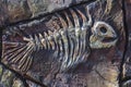 Artificial copy of ancient Fossil fish on stone wall of children`s paleantological museum. Skeleton of predatory aquatic life Royalty Free Stock Photo