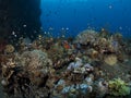 Artificial Coral reef