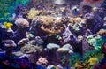 Artificial coral reef with real tropical fishes in the aquarium