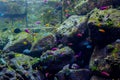 Artificial coral reef surrounded by tropical fishes inside aquarium