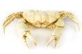 Artificial crab isolated on white background Royalty Free Stock Photo