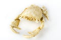 Artificial crab isolated on white background Royalty Free Stock Photo