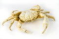 Artificial crab isolated on white background Royalty Free Stock Photo