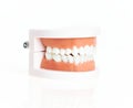 Artificial denture teeth over isolated white background