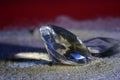 Artificial diamonds lying in the sand photographed in the studio with flash light Royalty Free Stock Photo
