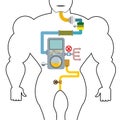 Artificial digestive tract. Digestion person. Throat and stomach