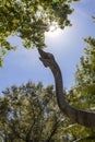 Artificial Dinosaur at Disney\'s Animal Kingdom