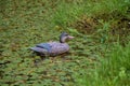 artificial duck bait in the pond to lure ducks