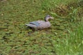 artificial duck bait in the pond to lure ducks