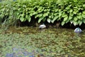 artificial duck bait in the pond to lure ducks