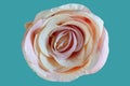 Artificial Fake Flowers Rose isolated on blue Royalty Free Stock Photo