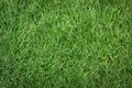 Artificial fake grass texture background, green color, top view angle Royalty Free Stock Photo