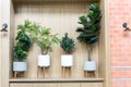 Artificial and fake green plants on wooden wall decorating