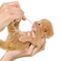 Artificial feeding newborn kitten Royalty Free Stock Photo