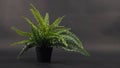 Artificial fern plants or plastic or fake tree on black background