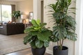 Artificial plant in black pot in living room corner Royalty Free Stock Photo