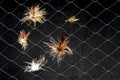 Artificial flies in synthetic web on dark background. The concept of similarity of real insect fishing lure