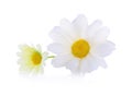 Artificial flower isolated on a white background Royalty Free Stock Photo