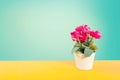 Artificial flower pot over yellow floor with green smooth background and vintage styl tone. Royalty Free Stock Photo