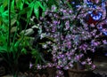 Artificial flowering tree. Decorative artificial flowers with lights instead of buds Royalty Free Stock Photo