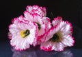 Artificial flowers.Beautiful and bright background close-up Royalty Free Stock Photo