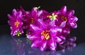 Artificial flowers.Beautiful and bright background close-up Royalty Free Stock Photo