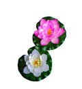 Artificial flowers, white and pink lotus Royalty Free Stock Photo