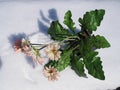 Artificial gerbera flowers in a pot on white snow.