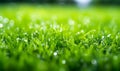 Artificial grass field meadow green. Top View Texture