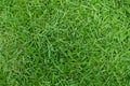 Artificial Grass Field Top View Texture. Green grass texture background. Top view with copy space Royalty Free Stock Photo