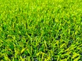 Artificial grass football pitch Royalty Free Stock Photo