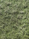 Artificial grass,Lawn,Green field,Straw,Texture,Lawn belt