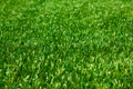 Artificial grass Royalty Free Stock Photo