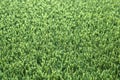 Artificial Grass Royalty Free Stock Photo