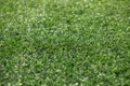 Artificial grass