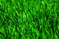 Artificial grass texture Royalty Free Stock Photo