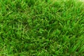Artificial grass turf background Royalty Free Stock Photo