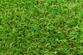 Artificial grass turf background Royalty Free Stock Photo