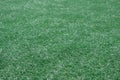 Artificial green color grass football field loan with blur effect Royalty Free Stock Photo