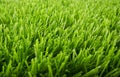 Artificial green grass