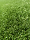 Artificial green grass, green grass, grass background texture