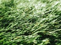Artificial green grass Royalty Free Stock Photo