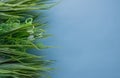 Green grass bunches on blue background