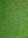 Artificial green grass with selective focus. Concept green texture and artificial turf. Royalty Free Stock Photo