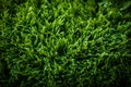 Artificial green grass texture, a vibrant backdrop for creative projects