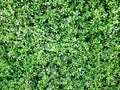 Artificial green leaves background. Gardening decoration. wall pattern. Green bush wall background, ornamental plant leaf