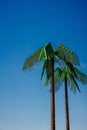 Artificial green metal palms with blue sky background in Park Fiction Hamburg. An artistic and sociopolitical project