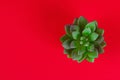 Artificial green succulent in a gold pot from the toilet sleeve on a red burgundy background Royalty Free Stock Photo