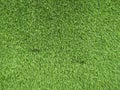 Artificial greener grass backdrop close up photo Royalty Free Stock Photo